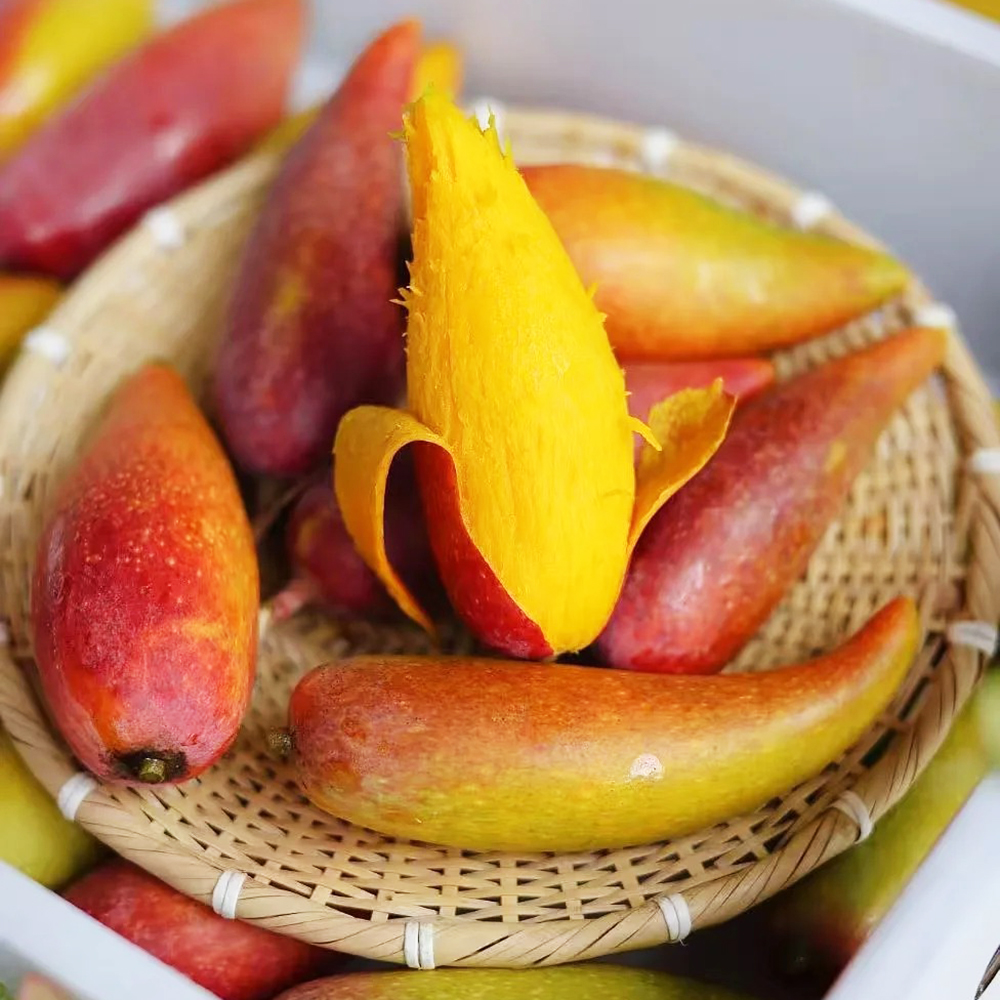 2 Mango Seeds - Premium Quality for Home Gardening, High Germination Potential