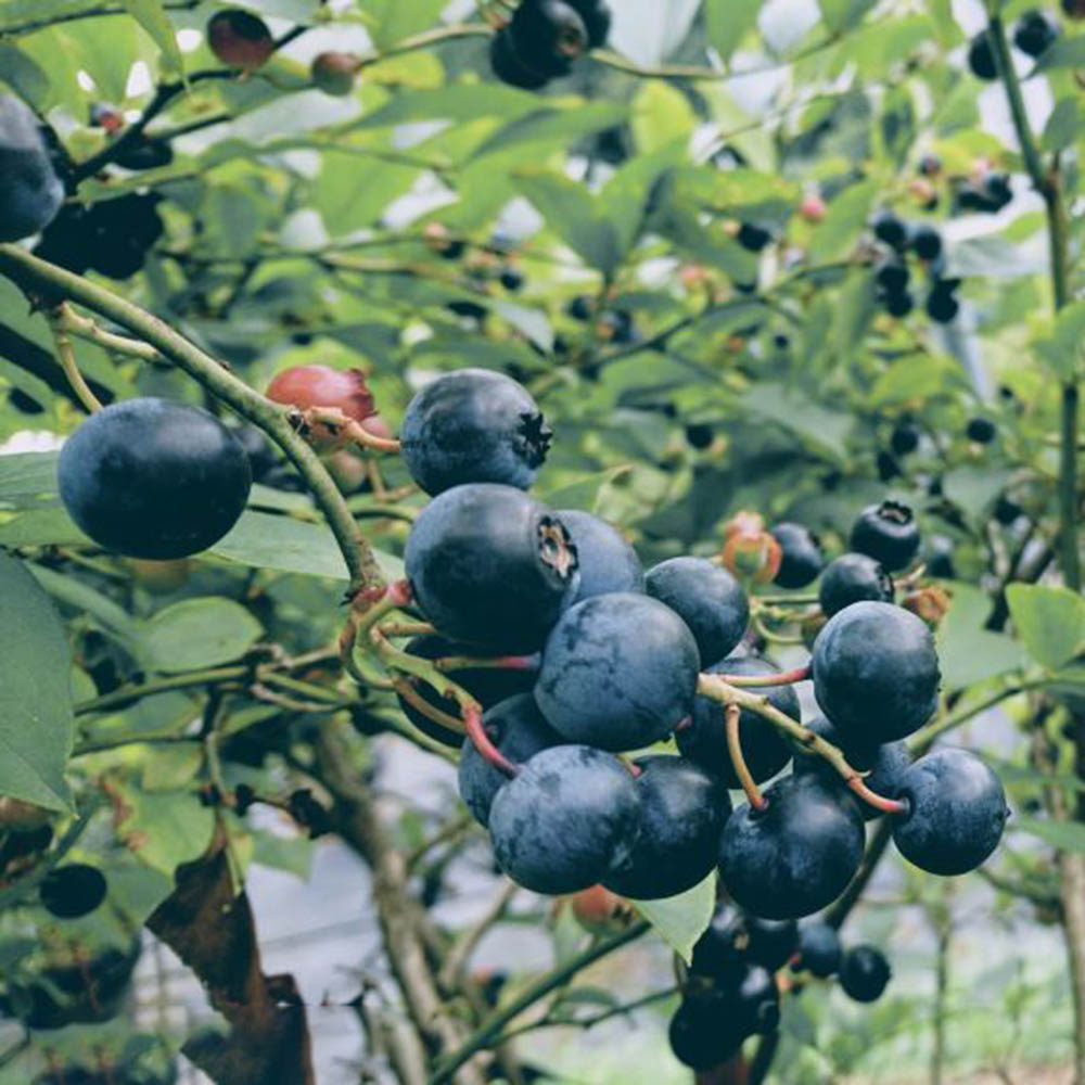 150 Persimmon Seeds - Reliable Germination, Suitable for Home & Outdoor Use