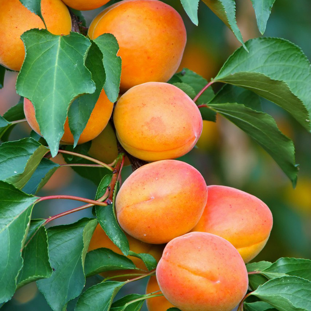 8 Apricot Seeds - Fresh Viable Seeds, Ideal for Backyard Orchards & Fruit Growing