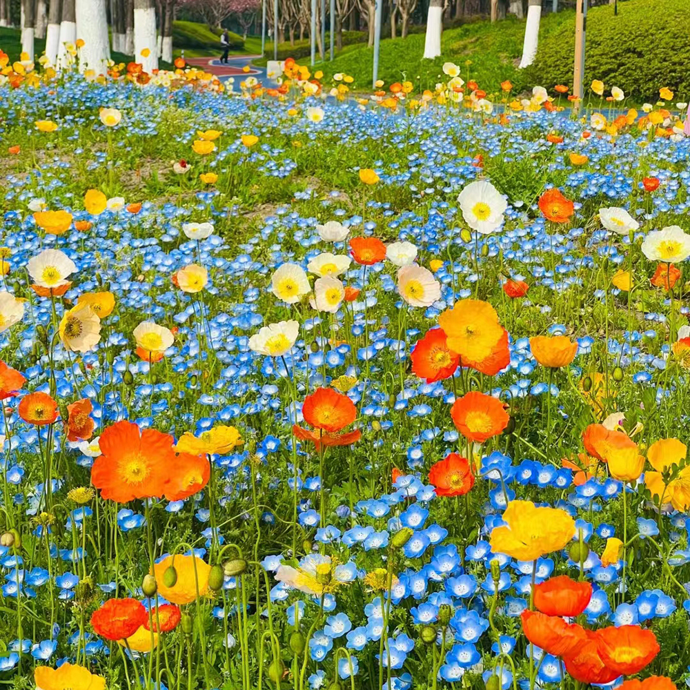 800 Wildflower Seeds - Top-Grade Blend, Perfect for Meadow Gardens & Outdoor Spaces
