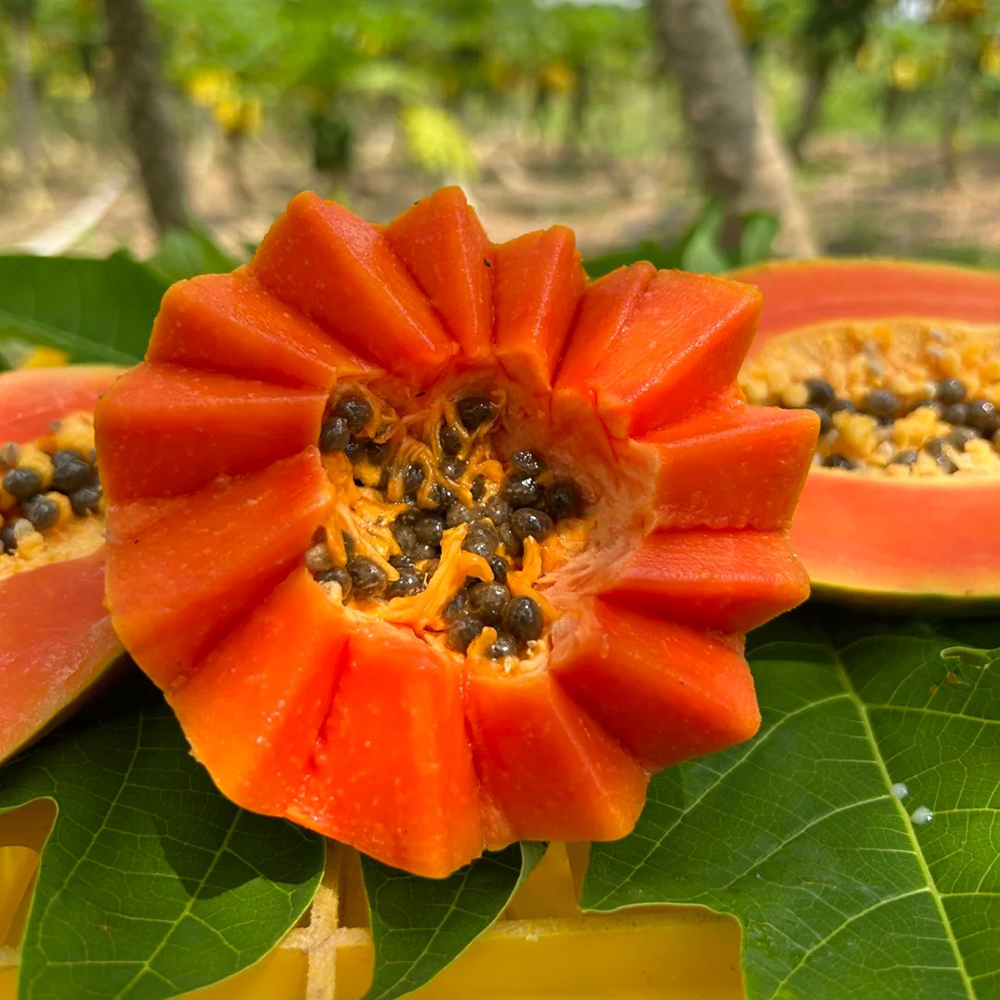 60 Papaya Seeds - Fresh, Viable for Indoor & Outdoor Cultivation