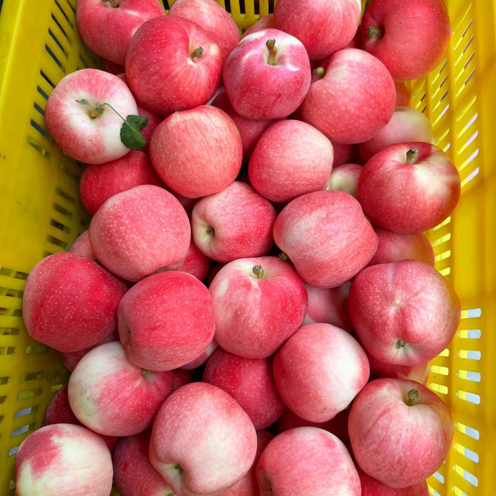 120 Apple Seeds - Premium Seeds for Garden Enthusiasts, Great for Tree Cultivation