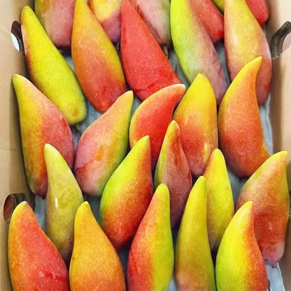 2 Mango Seeds - Premium Quality for Home Gardening, High Germination Potential