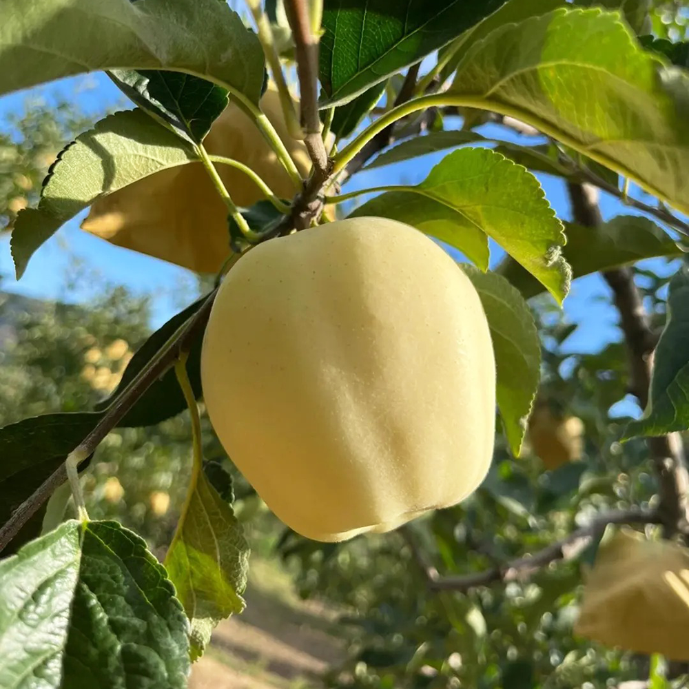 180 Apple Seeds - Top-Grade for Orchard Planning, Easy to Grow