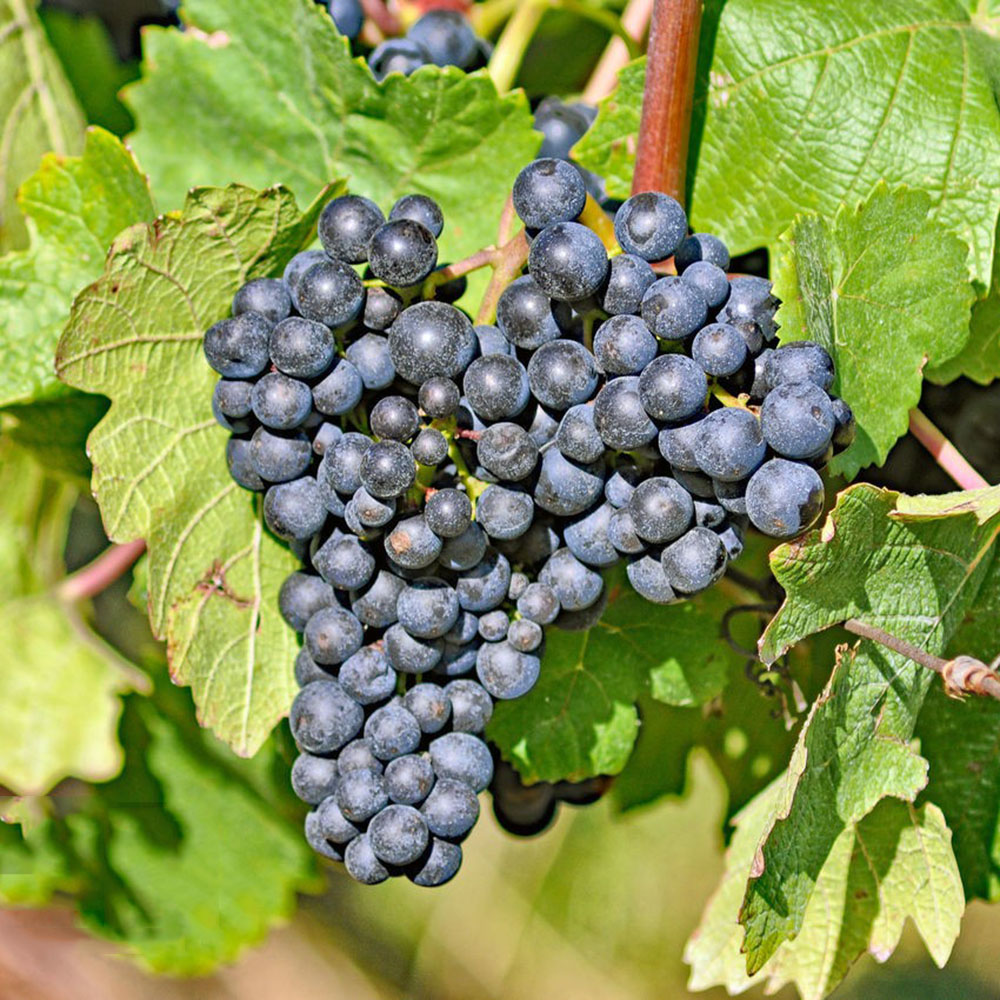 300 Grape Seeds - Premium Seeds for Garden Enthusiasts, Great for Tree Cultivation