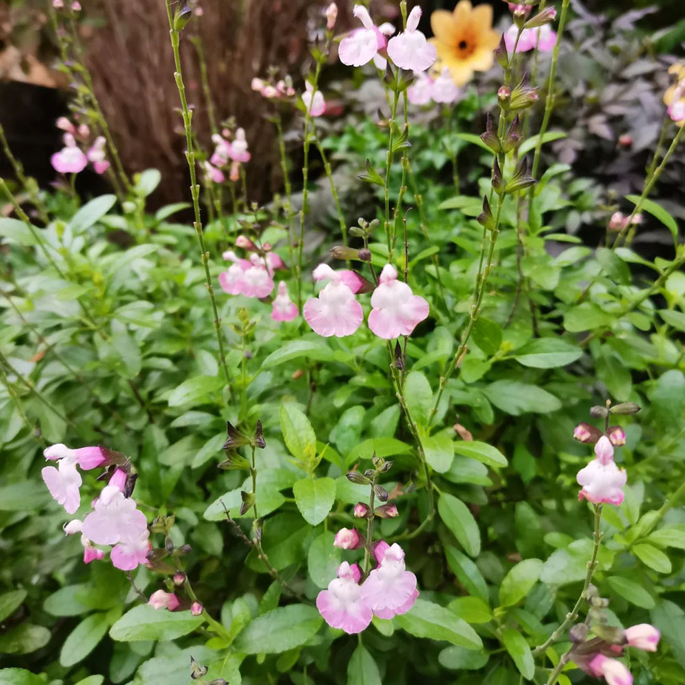 500 Sage Seeds - Reliable Germination, Great for Herb Enthusiasts & Large-Scale Planting