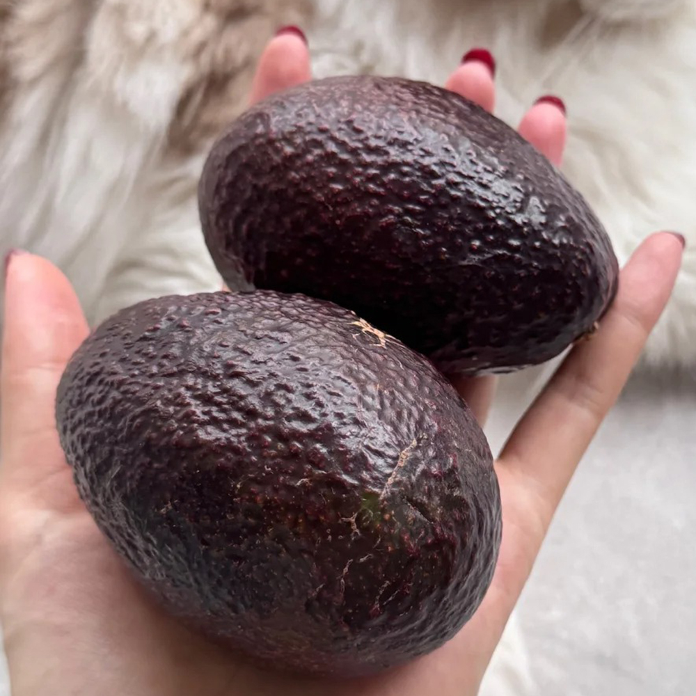 20 Avocado Seeds - Fresh Viable Seeds, Ideal for Backyard Orchards & Fruit Growing