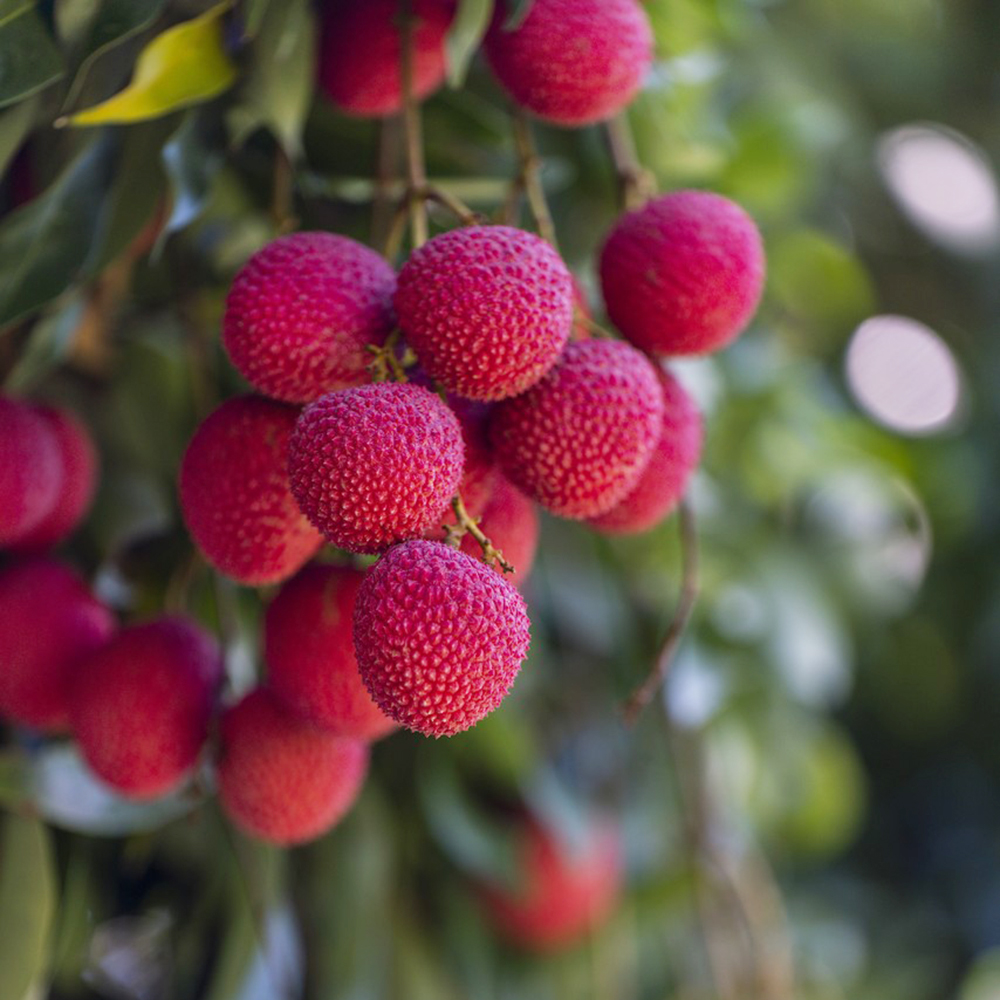 35 Lychee Seeds - Fresh Viable Seeds for Home Orchards & Gardening Projects