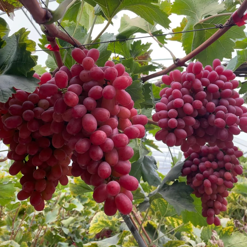 200 Grape Seeds - Suitable for Home Gardens, Reliable Germination for Growers