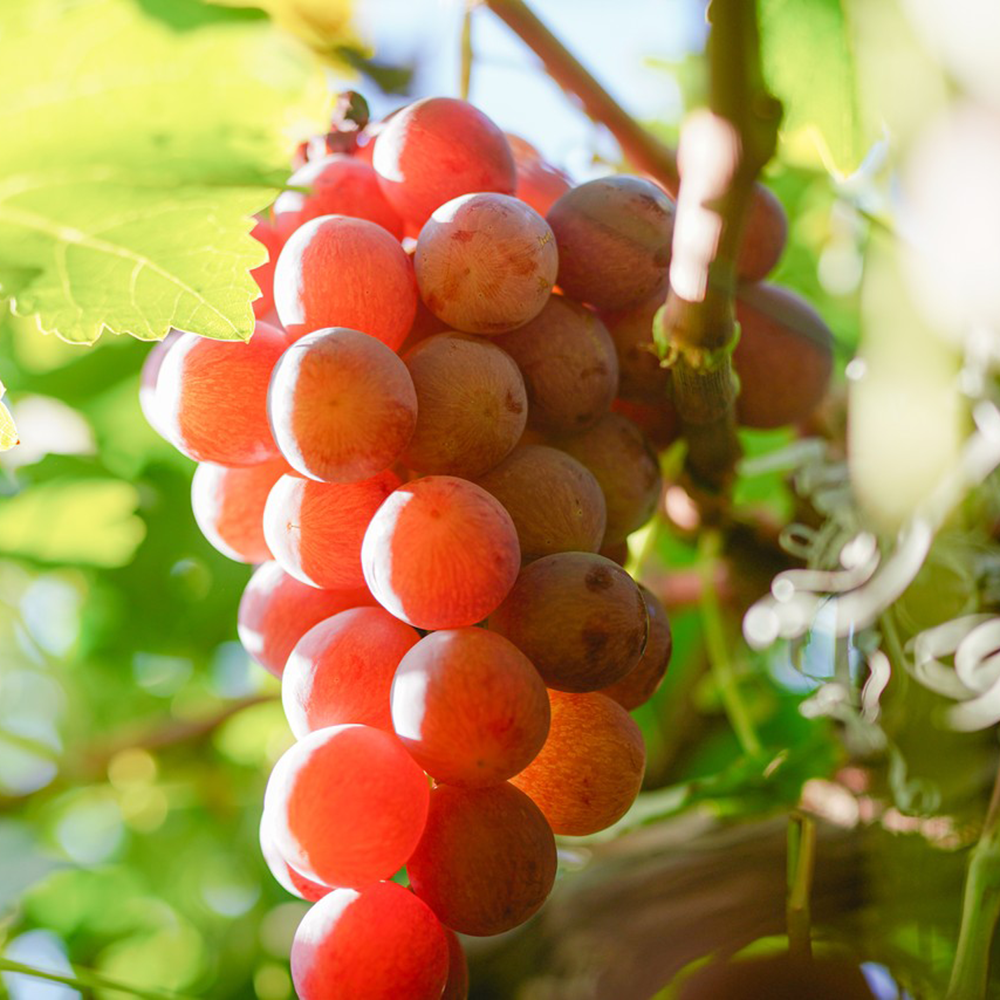 450 Grape Seeds - High-Germination Seeds, Suitable for Home & Farm Use
