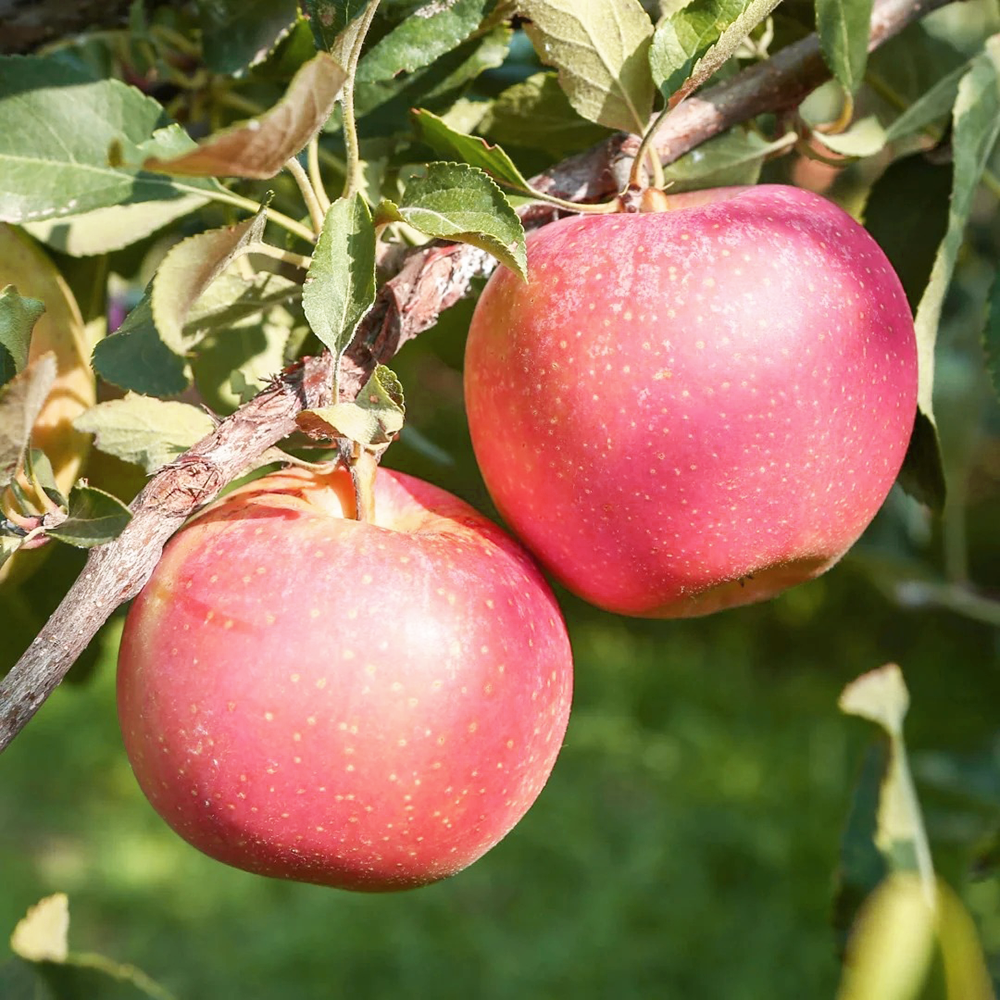 120 Apple Seeds - Premium Seeds for Garden Enthusiasts, Great for Tree Cultivation