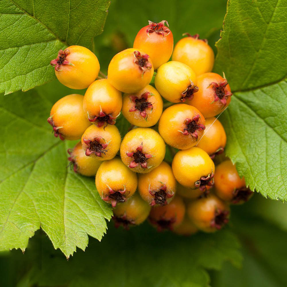 20 Hawthorn Seeds - Premium Quality for Home Gardening, High Germination Rate