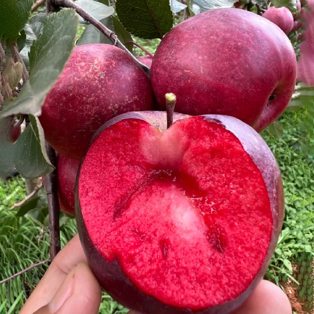 100 Apple Seeds - High-Quality Fruit Seeds, Perfect for Orchard Projects