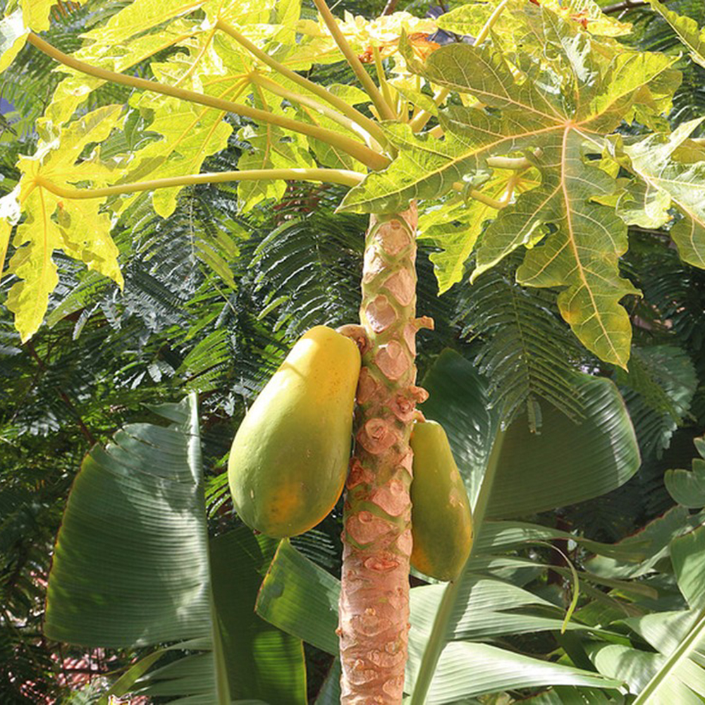 20 Papaya Seeds - Fresh Viable Seeds, Ideal for Backyard Gardens & Fruit Growing