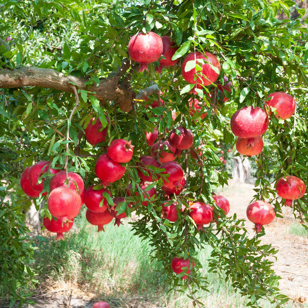 300 Pomegranate Seeds - Premium Seeds for Enthusiasts, Great for Large-Scale Cultivation