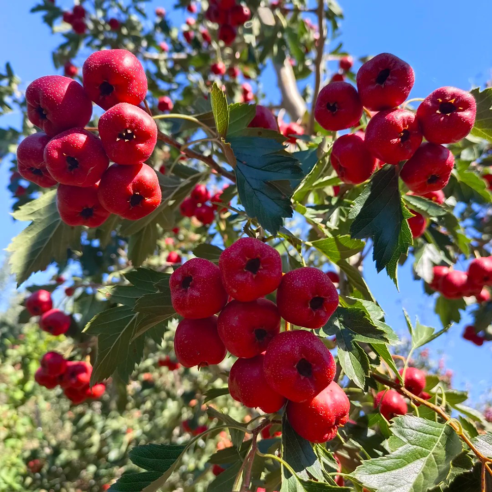 100 Hawthorn Seeds - High-Quality Tree Seeds, Perfect for Orchard Projects