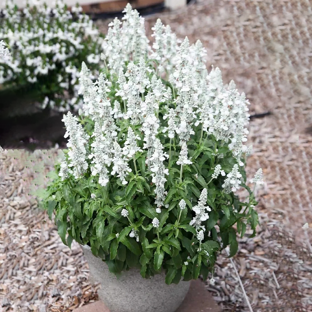 200 Sage Seeds - Premium Quality for Herb Gardens, High Germination & Easy to Grow