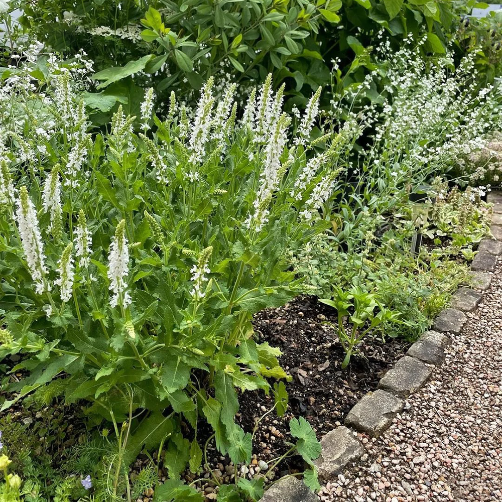 200 Sage Seeds - Premium Quality for Herb Gardens, High Germination & Easy to Grow