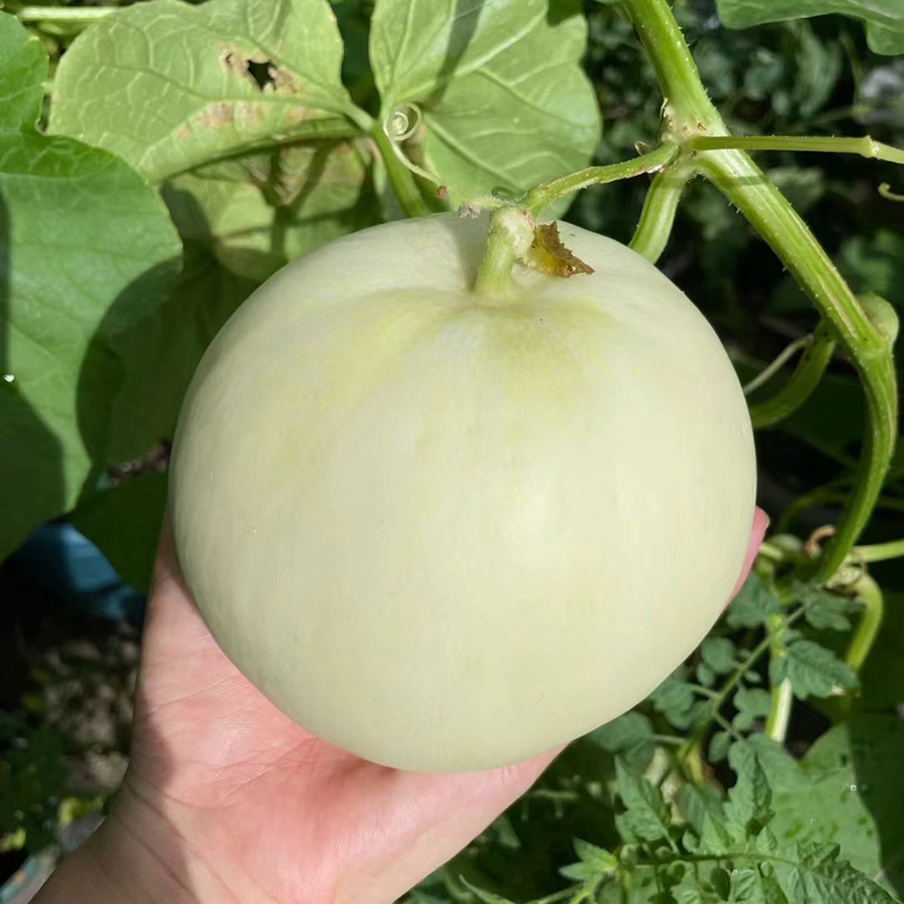 300 Melon Seeds - Premium Seeds for Extended Harvests, Easy to Cultivate