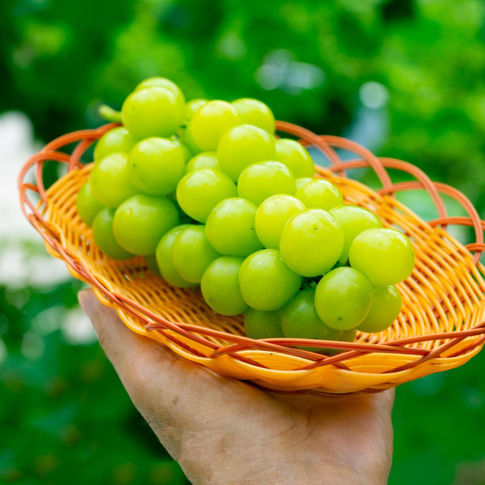 100 Grape Seeds - Fresh Viable Seeds, Ideal for Backyard Gardening & Fruit Growing