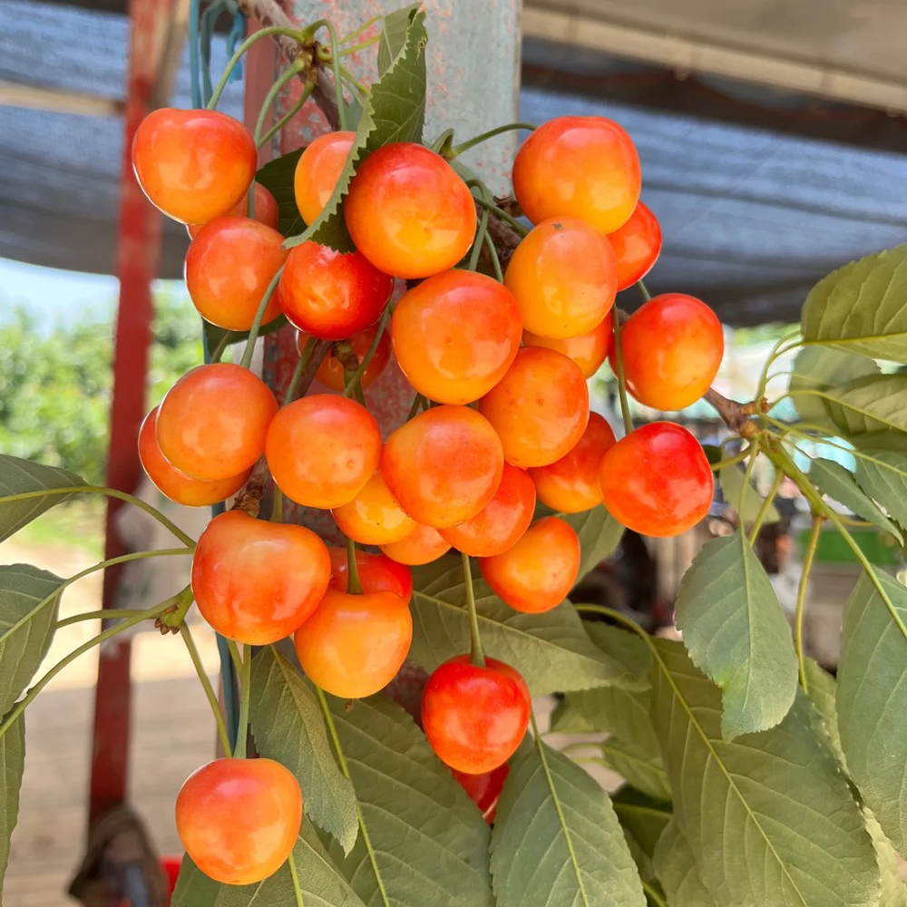 50 Cherry Seeds - High-Quality Fruit Seeds, Perfect for Small Orchard Projects
