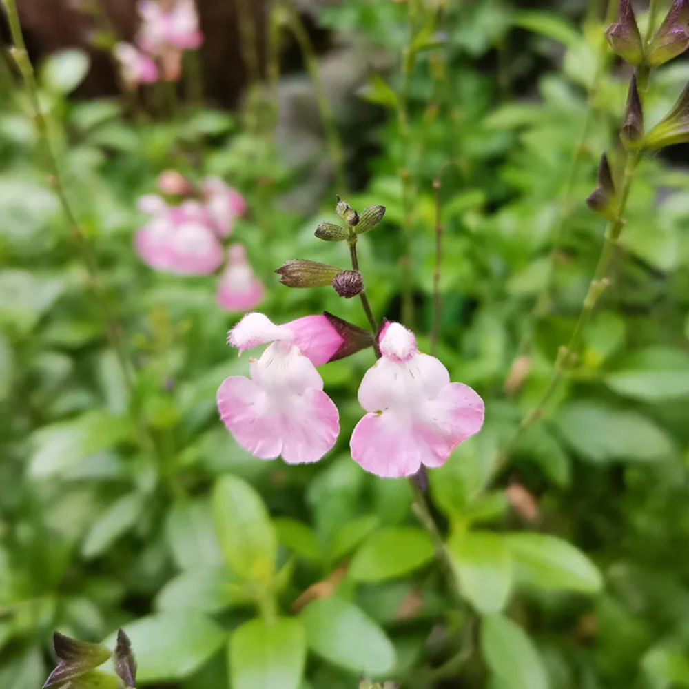 500 Sage Seeds - Reliable Germination, Great for Herb Enthusiasts & Large-Scale Planting