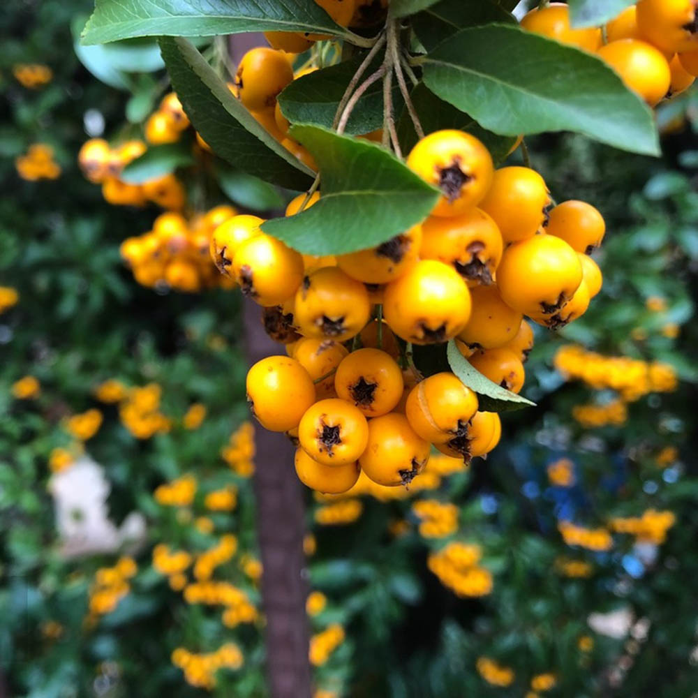 20 Hawthorn Seeds - Premium Quality for Home Gardening, High Germination Rate