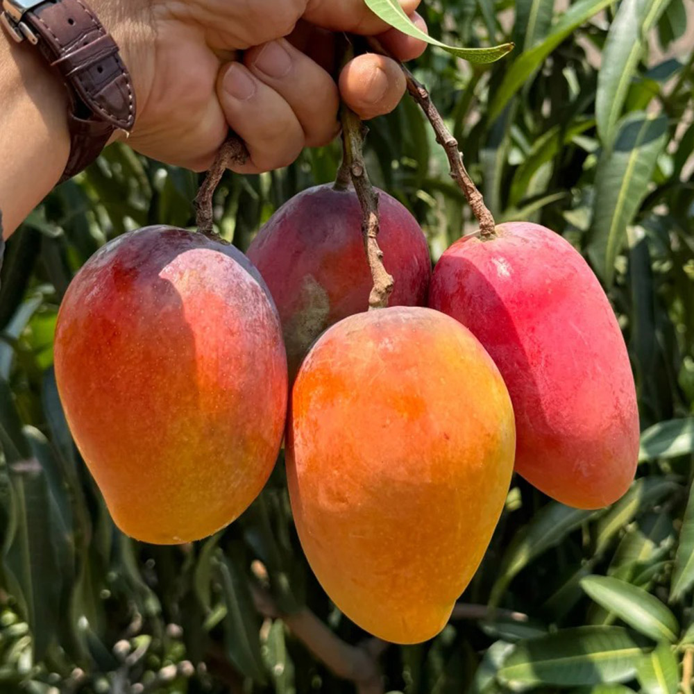 3 Mango Seeds - Fresh Viable Seeds, Ideal for Backyard Orchards & Fruit Growing