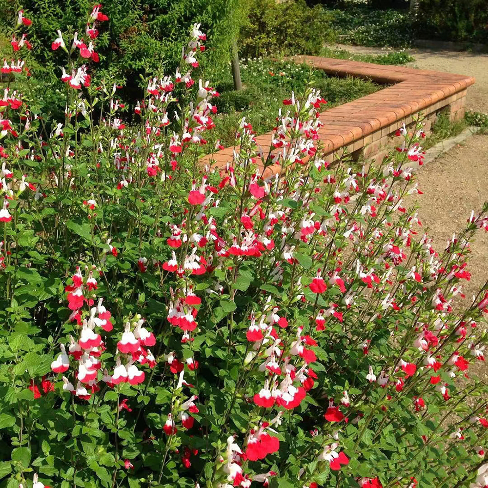 400 Sage Seeds - Top-Grade for Gardeners, Perfect for Indoor & Outdoor Herb Cultivation