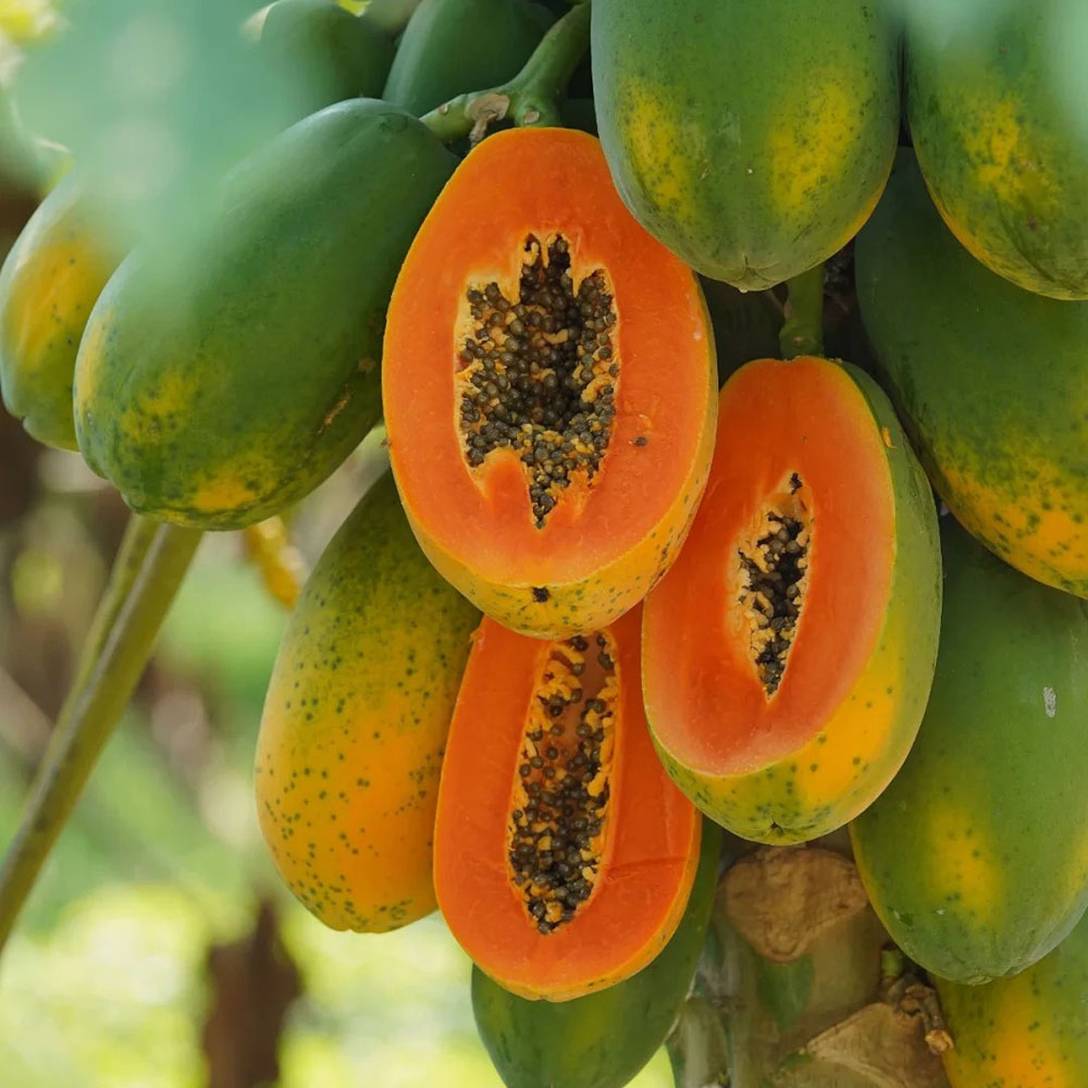 50 Papaya Seeds - High-Quality Fruit Seeds, Perfect for Garden Enthusiasts