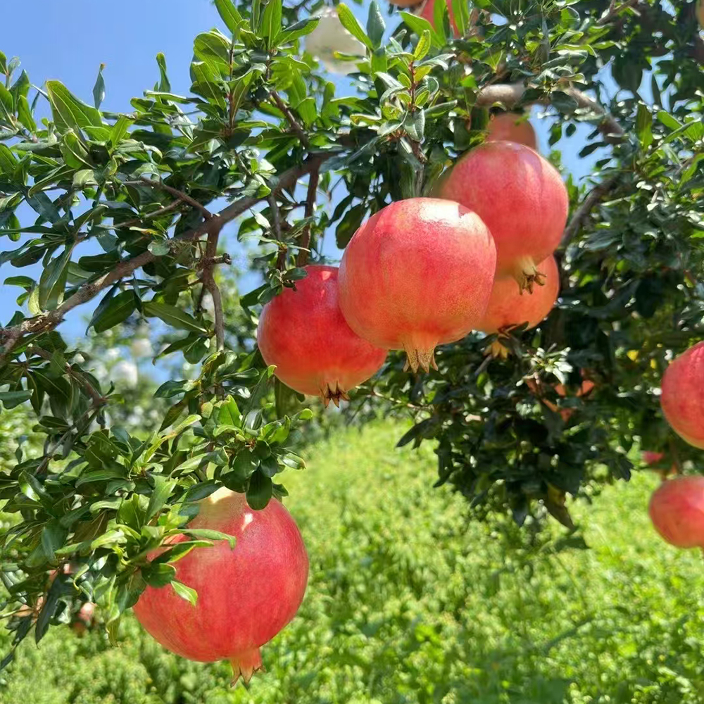 100 Pomegranate Seeds - Top-Grade for Gardeners, Easy to Plant & Cultivate
