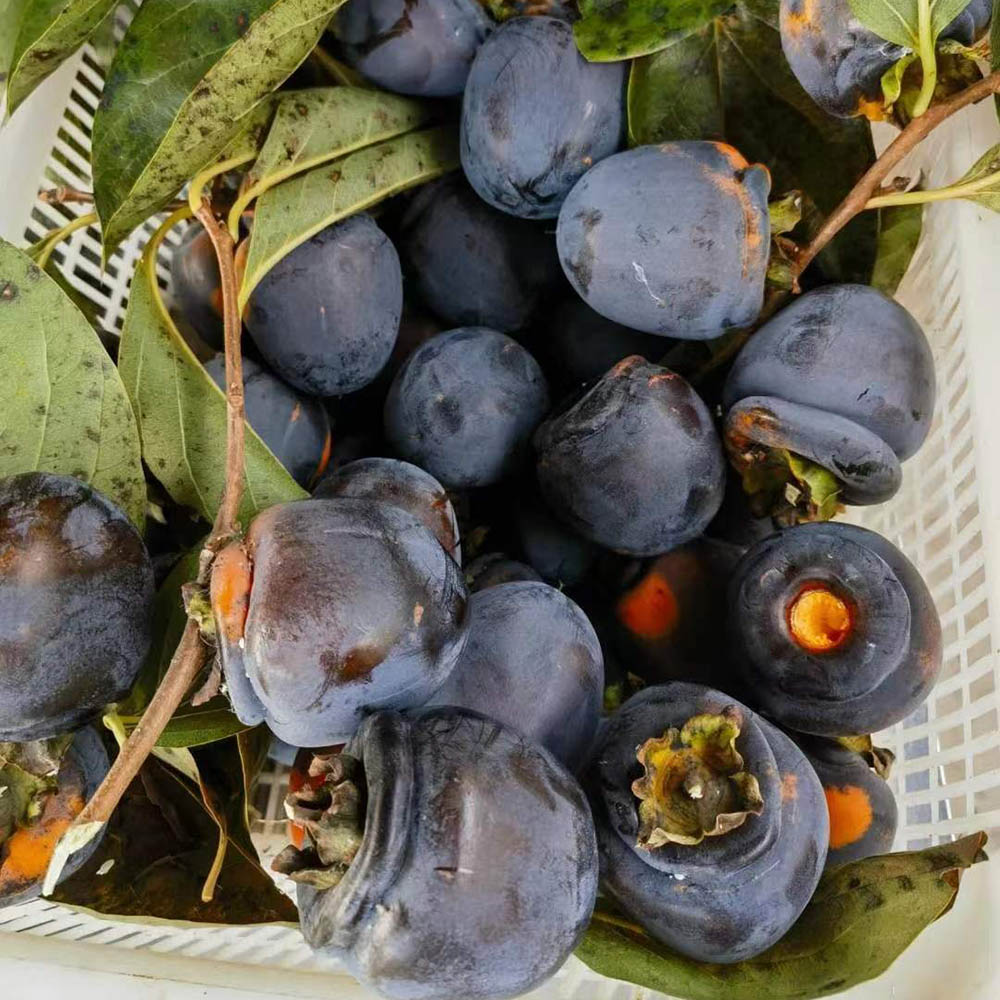 200 Persimmon Seeds - Premium Seeds for Enthusiasts, Great for Orchard Expansion