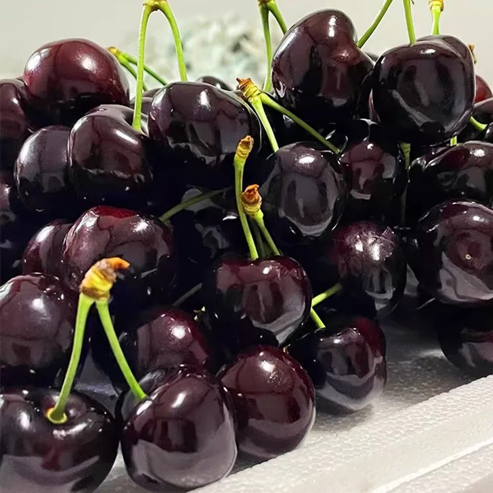 80 Cherry Seeds - Premium Seeds for Garden Enthusiasts, Great for Tree Cultivation