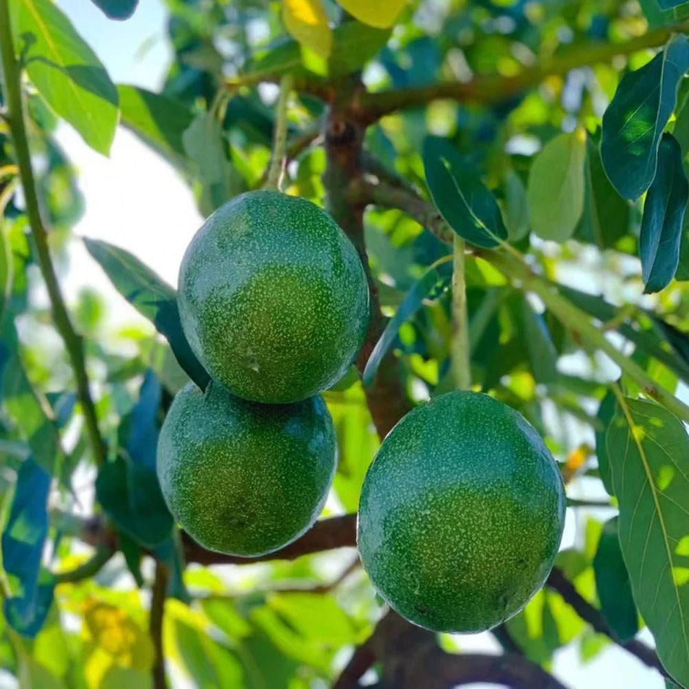 80 Avocado Seeds - Fresh Viable Avocado Seeds, Ideal for Large-Scale Cultivation