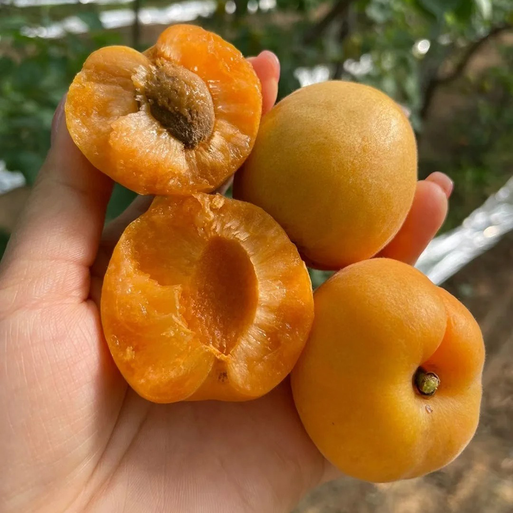 3 Apricot Seeds - Premium Quality for Home Gardening, High Germination Potential