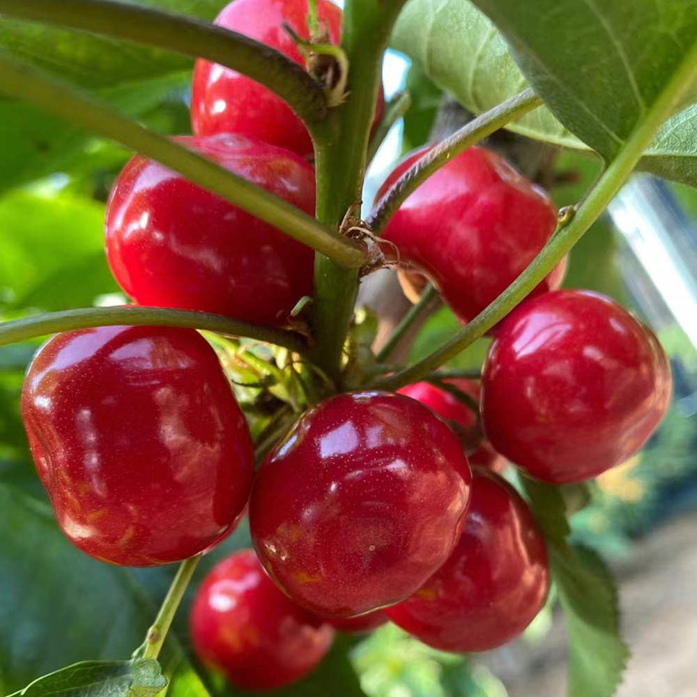 100 Cherry Seeds - Fresh Viable Seeds, Ideal for Larger Backyard Plots