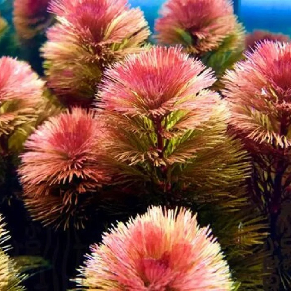 300 Aquatic Plant Seeds - Premium Quality for Aquariums, High Germination, Ideal for Freshwater Tanks & Aquascaping