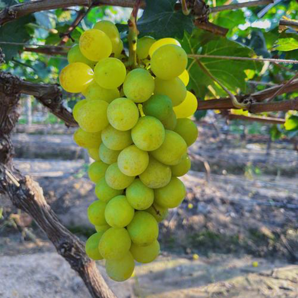 150 Grape Seeds - Top-Grade for Gardeners, Easy to Plant & Cultivate