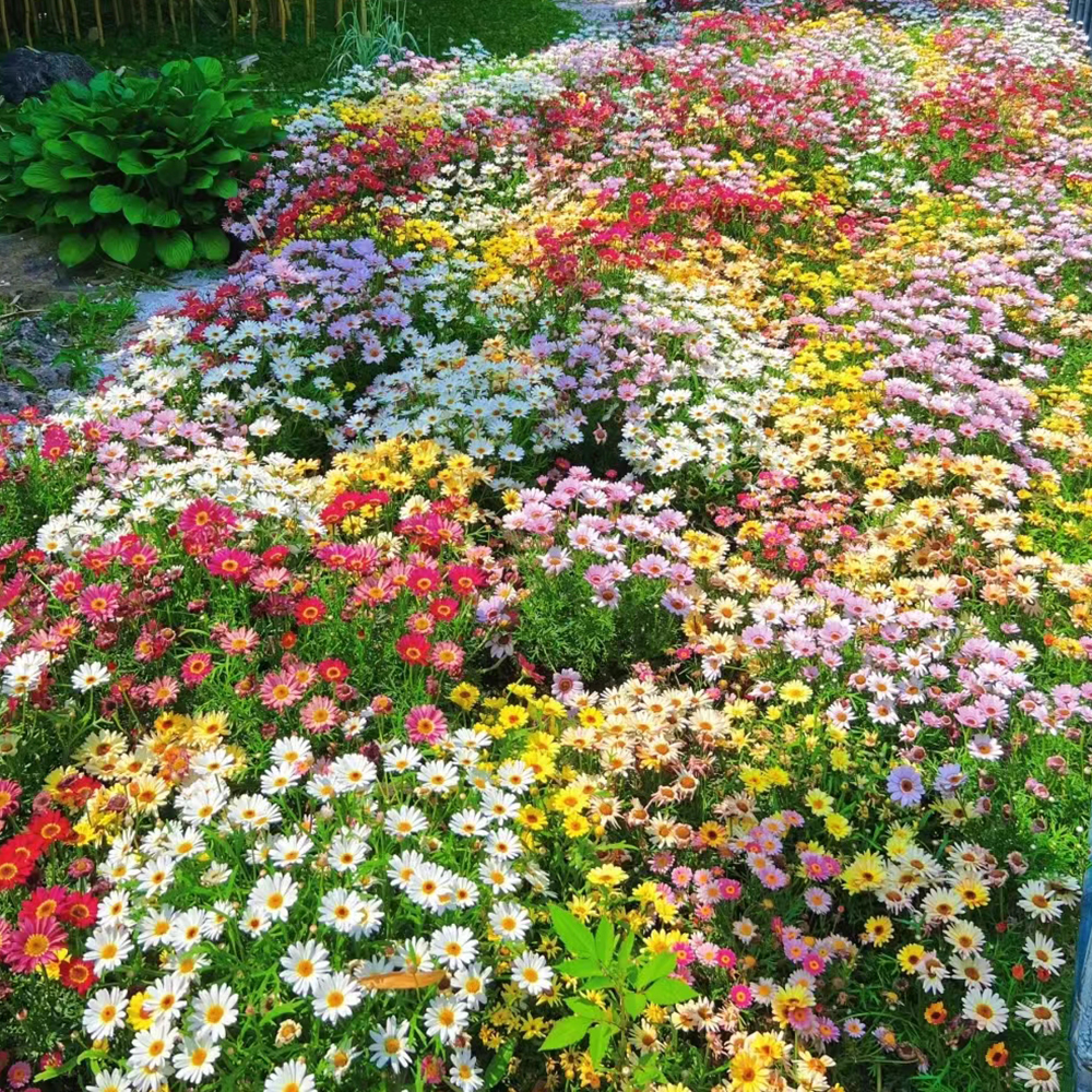600 Wildflower Seeds - Fresh Viable Mix, Ideal for Backyards & Natural Landscaping