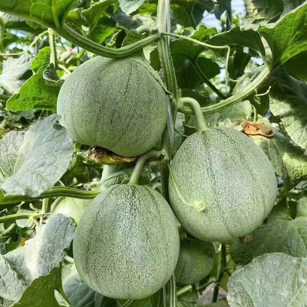 300 Melon Seeds - Premium Seeds for Extended Harvests, Easy to Cultivate