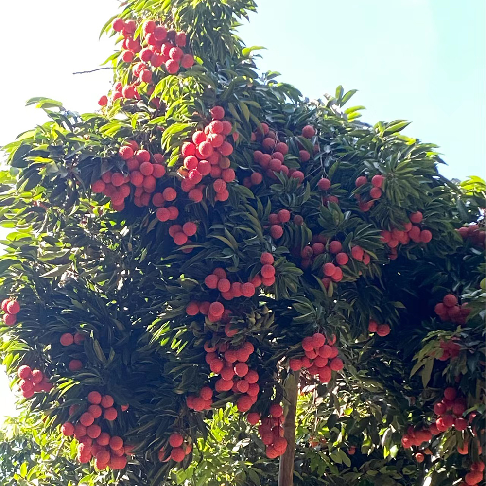 5 Lychee Seeds - Fresh, High-Germination for Home Gardening & Fruit Growing