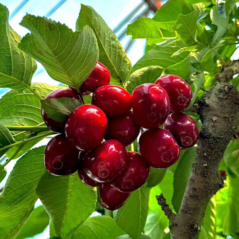 100 Cherry Seeds - Fresh Viable Seeds, Ideal for Larger Backyard Plots