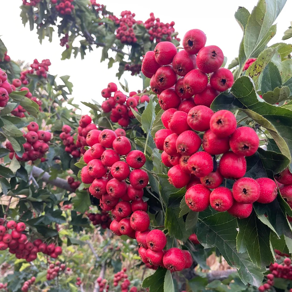 50 Hawthorn Seeds - Top-Grade for Gardeners, Easy to Plant & Cultivate