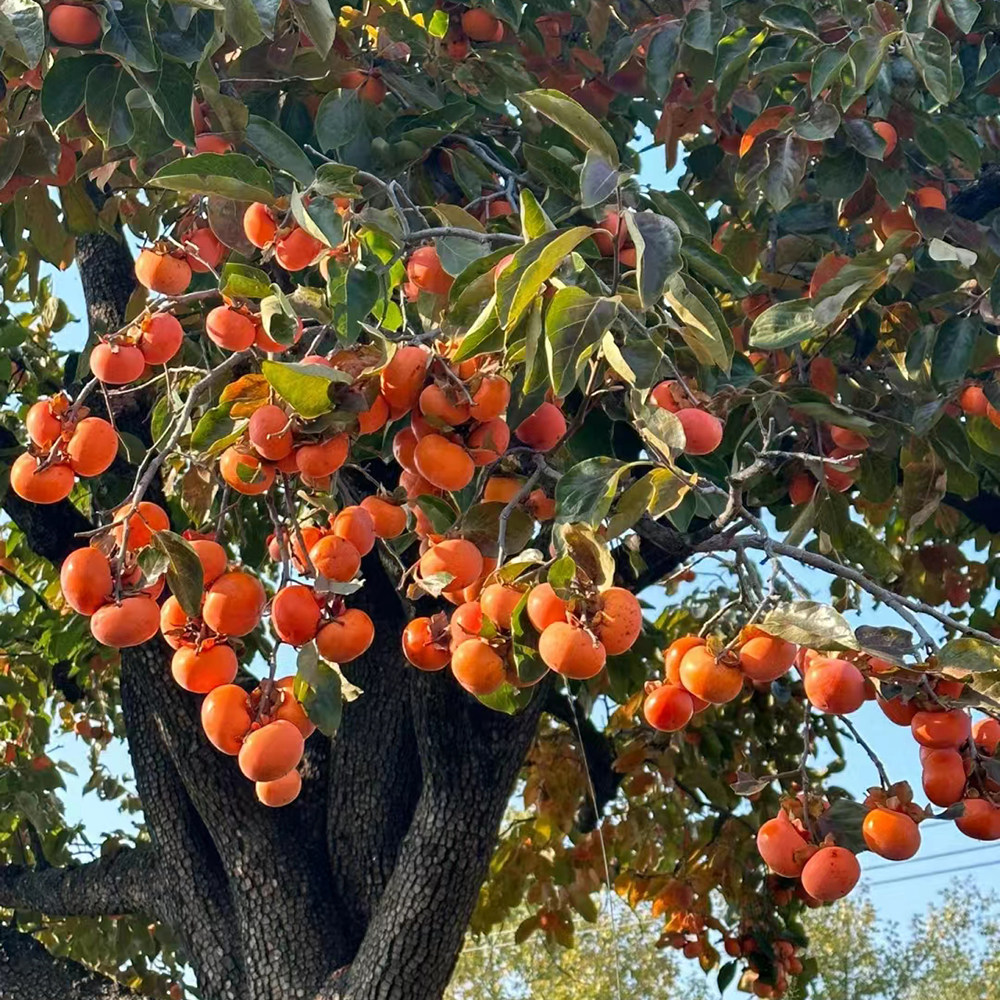 20 Persimmon Seeds - Premium Quality for Home Gardening, High Germination Rate