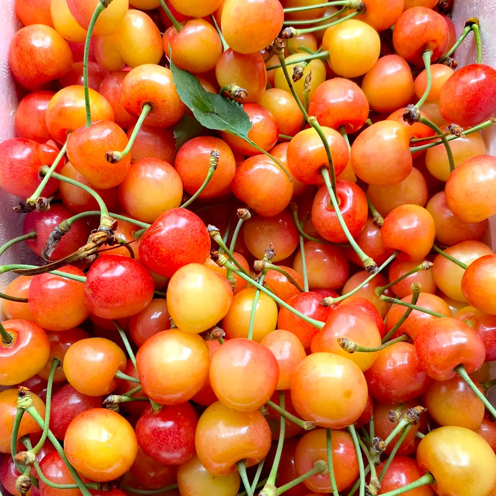 40 Cherry Seeds - Suitable for Home Gardens, Reliable Germination for Growers