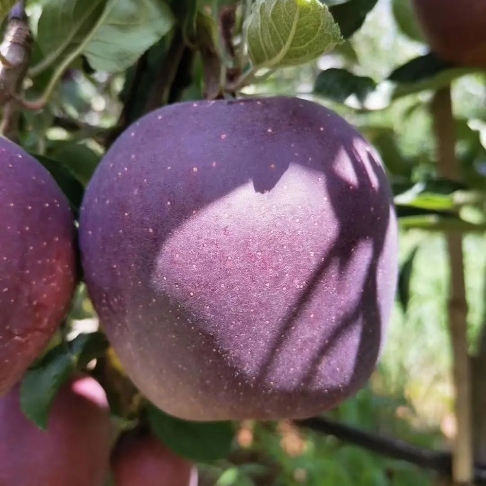 50 Apple Seeds - Top-Grade for Gardeners, Easy to Plant & Cultivate