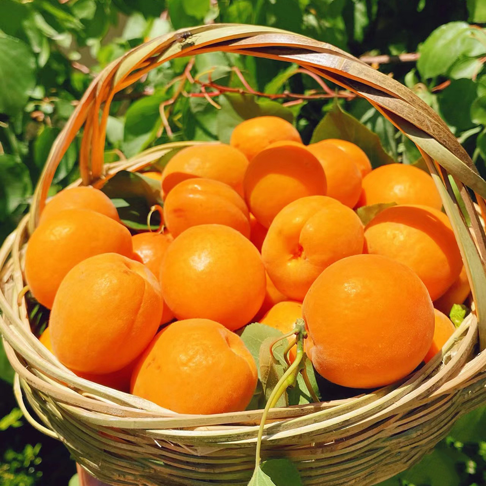 8 Apricot Seeds - Fresh Viable Seeds, Ideal for Backyard Orchards & Fruit Growing