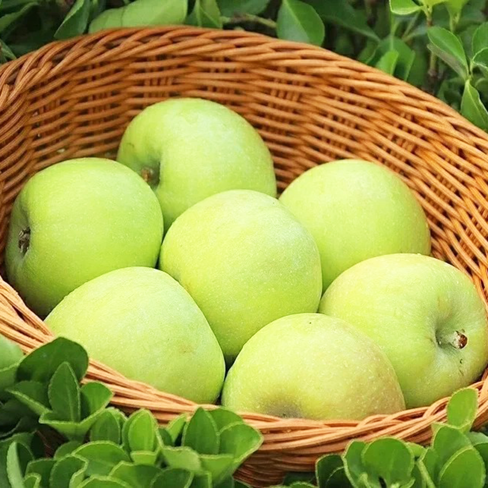300 Apple Seeds - Fresh Viable Seeds, Perfect for Orchard Expansion & Projects