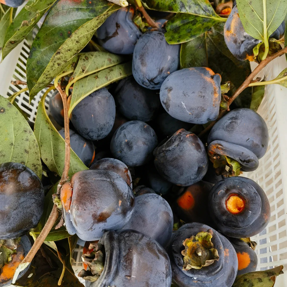 100 Persimmon Seeds - High-Quality Tree Seeds, Perfect for Small Garden Projects