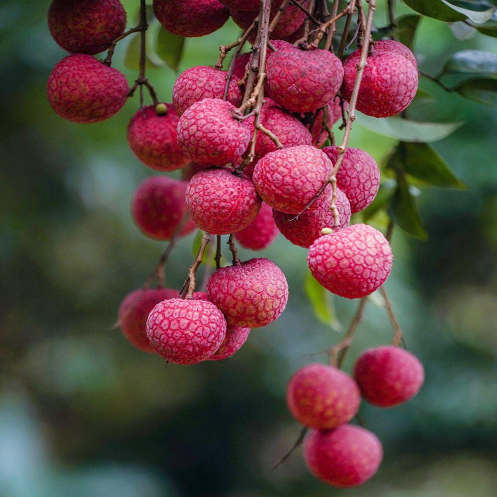 35 Lychee Seeds - Fresh Viable Seeds for Home Orchards & Gardening Projects